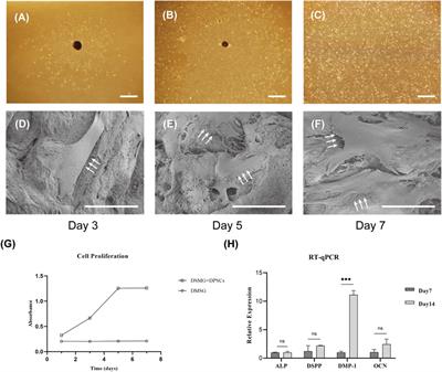 Decellularized rat submandibular gland as an alternative scaffold for dental pulp regeneration